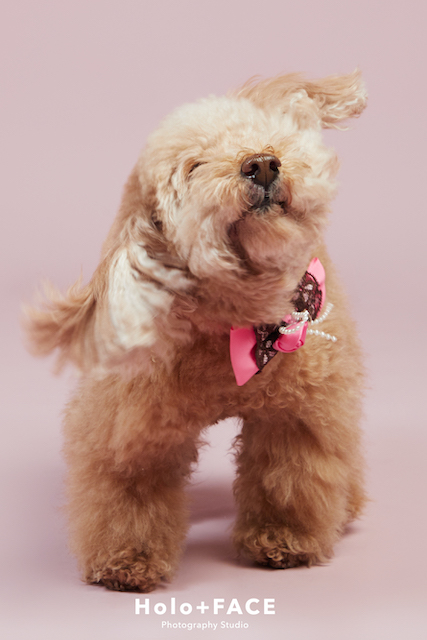 Holo+FACE 韓式證件照 寵物照 寵物證件照 寵物寫真 狗狗寫真 寵物寫真推薦