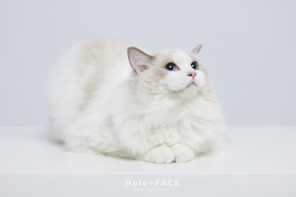 Holo+FACE 寵物照 寵物寫真 貓咪寫真 寵物寫真推薦